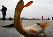 冬天釣魚用什么餌料？冬天釣魚用什么小藥？