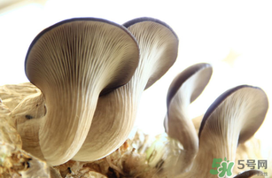 平菇不能和什么一起吃？平菇不能與什么同食？
