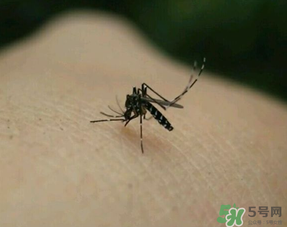 冬天有蚊子嗎？為什么冬天還有蚊子？