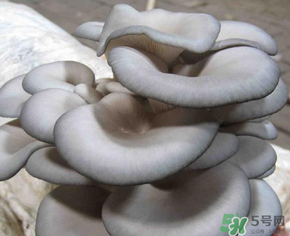 平菇可以放冰箱嗎？平菇在冰箱可以放幾天？