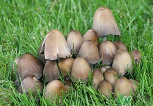 草菇不能和什么一起吃？草菇和什么相克？