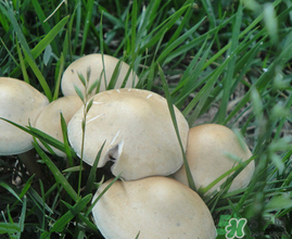 草菇不能和什么一起吃？草菇和什么相克？