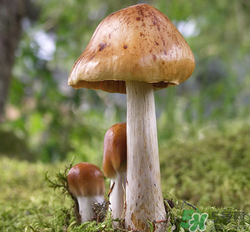 蘑菇可以放冰箱嗎？蘑菇放冰箱長(zhǎng)毛了能吃嘛？