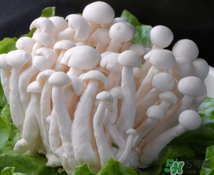 白玉菇孕婦能吃嗎？孕婦可以吃白玉菇嗎？