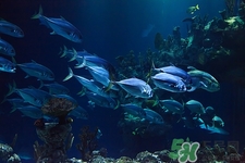 吃大馬哈魚(yú)會(huì)胖嗎?大馬哈魚(yú)的熱量是多少