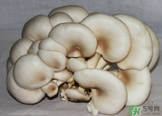 平菇怎么保存？平菇能放幾天？