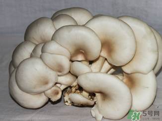 吃平菇有什么好處？平菇怎么做好吃？