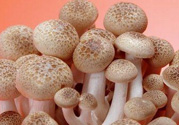 草菇可以放冰箱嗎？草菇放冰箱還能吃嗎？