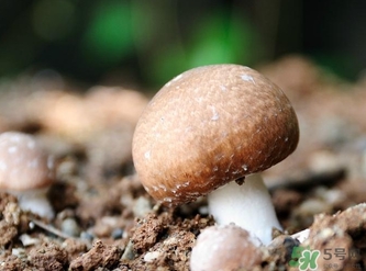 巴西蘑菇怎么吃？巴西蘑菇的作用與功效