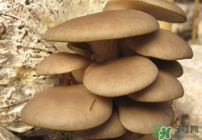 吃平菇會(huì)中毒嗎？平菇吃了會(huì)中毒嗎？