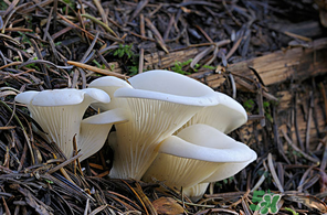 吃平菇會(huì)中毒嗎？平菇吃了會(huì)中毒嗎？