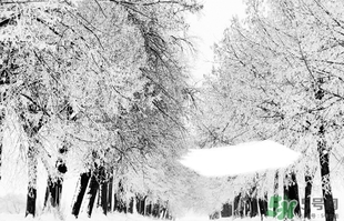 小雪喝什么茶？小雪茶品推薦
