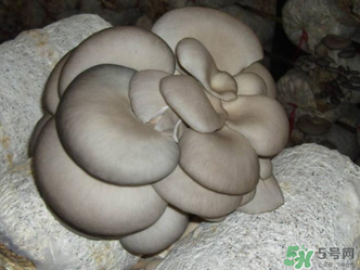 平菇是什么樣子？平菇是怎么長出來的？