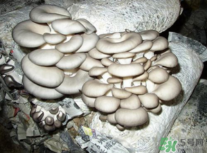 平菇是什么樣子？平菇是怎么長出來的？