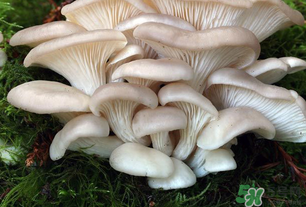 坐月子能吃平菇嗎？坐月子能不能吃平菇？