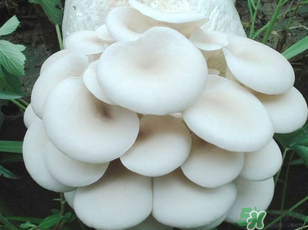 坐月子能吃平菇嗎？坐月子能不能吃平菇？