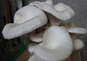 坐月子能吃平菇嗎？坐月子能不能吃平菇？