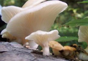 孕婦可以吃平菇嗎？孕婦吃平菇有什么好處？