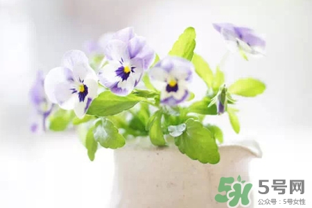冬天陽臺種什么植物好?冬天種什么植物好養(yǎng)活? 冬天陽臺種什么植物好?冬天種什么植物好養(yǎng)活?