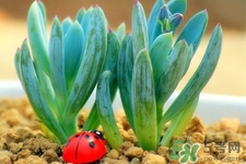 冬天陽臺種什么植物好?冬天種什么植物好養(yǎng)活? 冬天陽臺種什么植物好?冬天種什么植物好養(yǎng)活?