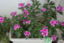 冬天陽臺種什么植物好?冬天種什么植物好養(yǎng)活? 冬天陽臺種什么植物好?冬天種什么植物好養(yǎng)活?