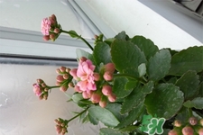 冬天陽臺種什么植物好?冬天種什么植物好養(yǎng)活? 冬天陽臺種什么植物好?冬天種什么植物好養(yǎng)活?