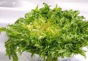 苦菊可以減肥嗎？苦菊怎么吃可以減肥？