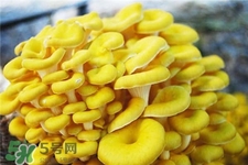 榆黃蘑的營養(yǎng)價值 榆黃蘑的功效與作用
