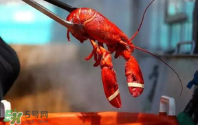 冬天有小龍蝦嗎？冬天吃小龍蝦好嗎？