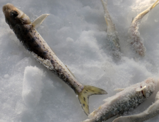 冬天怎么釣魚？冬天怎么釣鯽魚？