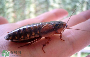 冬天有蟑螂嗎？蟑螂冬天還有嗎？