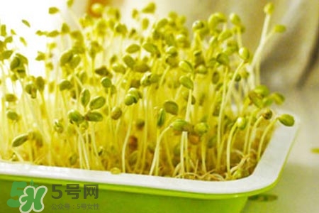 冬天可以發(fā)豆芽嗎？冬天怎樣發(fā)黃豆芽？