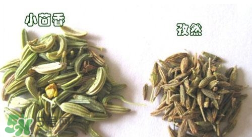 小茴香是孜然嗎？小茴香和孜然的區(qū)別