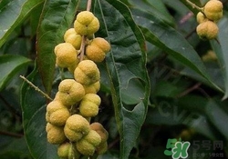 巴豆可以治療便秘嗎？便秘可以吃巴豆嗎？
