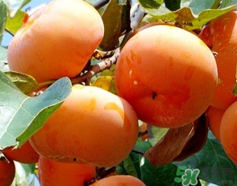 一天可以吃幾個(gè)柿子？柿子每天可以吃幾個(gè)？