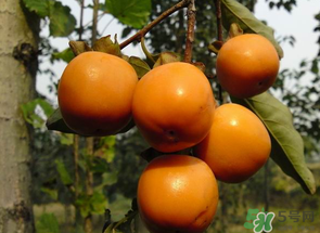 一天可以吃幾個(gè)柿子？柿子每天可以吃幾個(gè)？