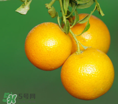 新鮮的桔子怎么保存？新鮮桔子儲(chǔ)存方法