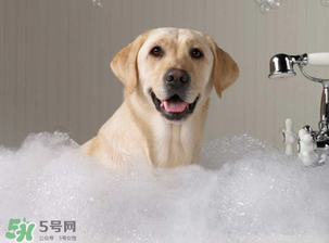 冬天狗狗多久洗一次澡？狗狗冬天久洗一次澡？