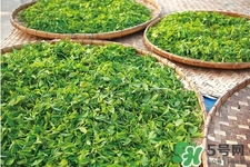 口含茶葉能治口臭嗎？口含茶葉有什么作用？