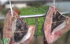 新鮮魚怎么腌制咸魚塊？咸魚塊怎么腌制