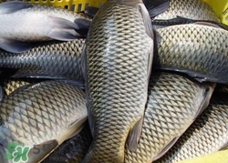 烏江魚(yú)孕婦可以吃嗎?孕婦吃烏江魚(yú)好嗎