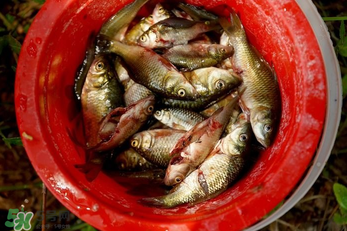 腌魚用什么容器？腌魚用什么裝？