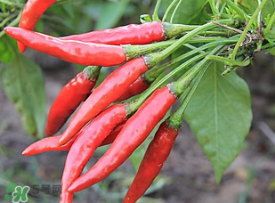 辣椒變紅能吃嗎？辣椒為什么會變紅？