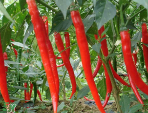 辣椒變紅能吃嗎？辣椒為什么會變紅？