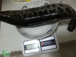 一斤魚可以做多少魚丸？一斤魚可以做幾個(gè)魚丸？