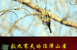 2017年三九四九是什么時(shí)候？2017年四九是哪天？