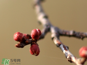 六九是幾號？2017年六九是哪天？
