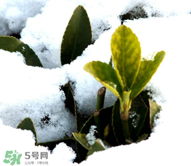 小寒是幾九？2017年小寒是幾九？