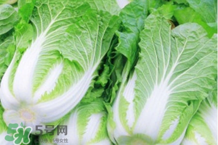 2017過(guò)年白菜會(huì)漲價(jià)嗎？2017年春節(jié)白菜價(jià)格預(yù)測(cè)