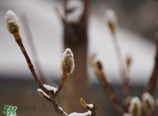 七九是哪一天？2017年七九是哪天？